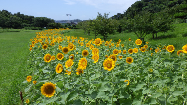 神奈川県立観音崎公園「ひまわり」【横須賀市】